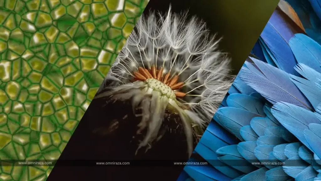Biomimicry Innovation